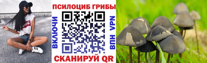 Галлюциногенные грибы Psilocybine cubensis Новохопёрск